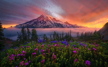Flowers Mountains, flowers, mountains, nature HD wallpaper