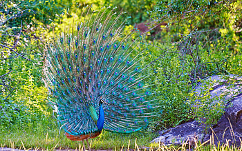 Peacock , Beautiful design, Stunning visuals, Captivating HD wallpaper