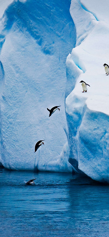 Glacier, Penguin jumping, Winter nature , X HD phone wallpaper