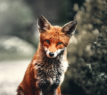 Wild animal, fox, red HD wallpaper