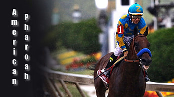 Belmont Stakes, animal, horse, graphy, thorobred, beautiful, wide screen, equine, race horse, American Pharoah, , thoroughbred HD wallpaper