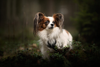 Papillon Dog, Detailed , Alluring , background HD wallpaper