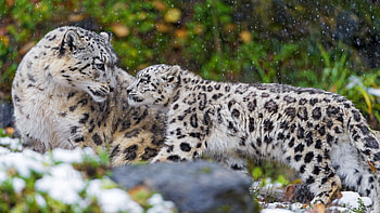 Mac OS X Snow Leopard - Cave | | Pinterest | Leopard , and HD wallpaper