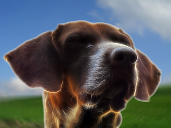 My Dog, dog, brown, graphy, wonka, braco HD wallpaper