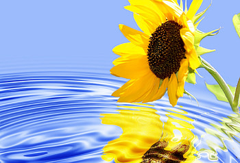 Pure white light , god, blue, morning, sunflower, waves, reflection, bright, sparkle, water, sun, sunshine, grandeur, wonder, magnificent, beautiful, light, heaven, love, yellow, nature, peace, flowers, harmony HD wallpaper
