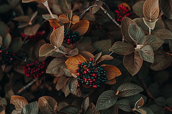 Close-up of autumn leaves and colorful berries, creating a vivid natural pattern. HD wallpaper