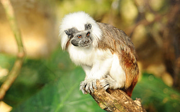 Animals, Branches, Monkey, Breed, Wool HD wallpaper