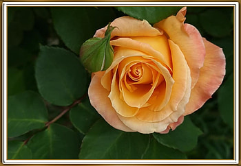 FRAMED FLOWERS, FLOWER, NATURE, , FRAMED HD wallpaper