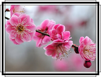 FRAMED FLOWERS, FLOWERS, NATURE, FRAMED HD wallpaper