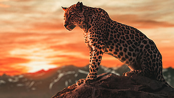 Cheetah Morning Time , cheetah, animals HD wallpaper