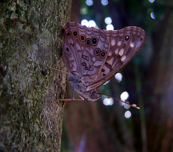 Spotted Butterfly, animal, black, grey, spots, tree, brown, butterfly, pretty, nature HD wallpaper