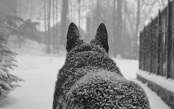 Animals, Snow, Dog, Back HD wallpaper