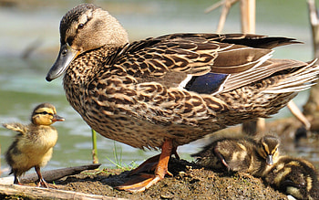 Animals, Stroll, Family, Duck, Ducklings, Mallard, Wild Duck HD wallpaper