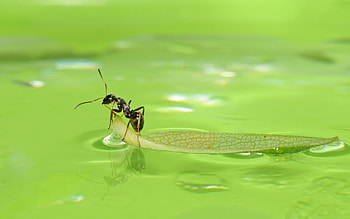 Ant on leaf, Floating on water, Animal , Serene scene HD wallpaper