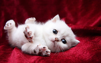 Animals, Cats HD wallpaper