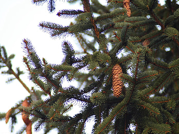 Nature, Wood, Tree, Branches, Spruce, Fir, Needles, Thorns, Prickles, Cone, Bump HD wallpaper