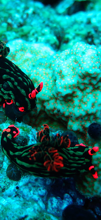 Coral reef , Oceanic wonders, Underwater ecosystem, Captivating marine environment HD phone wallpaper