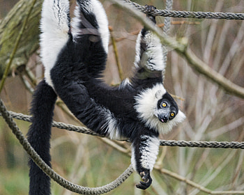 Funny, Animals, Animal, Protruding Tongue, Tongue Stuck Out, Lemur HD wallpaper