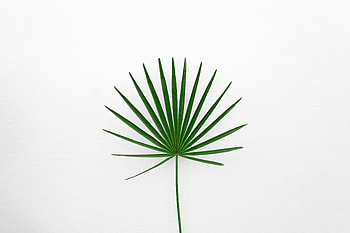 Plant, Minimalism, Sheet, Leaf HD wallpaper
