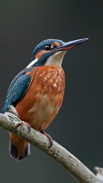 Glaucous, Bird, Kingfisher HD phone wallpaper