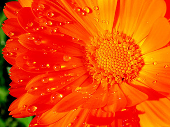 Plants, Flowers HD wallpaper