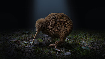 The Kiwi, Bird, New Zealand, Kiwi, Night HD wallpaper
