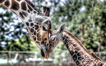 Animals, Young, Kid, Tot, r, Joey, Tenderness, Giraffe, Mum, Mummy HD wallpaper