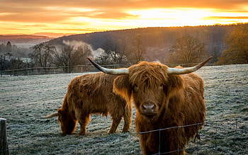 Highland Cow, animal, cow, highland, horns HD wallpaper