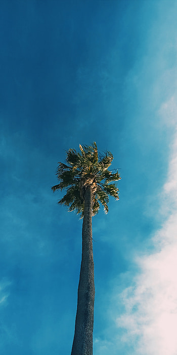 Palma, cielo HD phone wallpaper