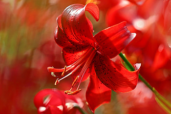Lily, crin, flower, red HD wallpaper