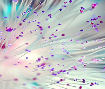 Drops of Color, drops, plant, color HD wallpaper