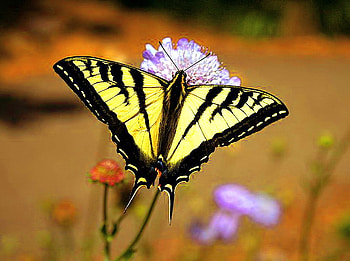 Swallowtail, yellow and black, butterfly, flower HD wallpaper