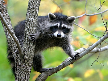 Raccoon, animal, life, branco, fauna, forest, preto, natureza HD wallpaper