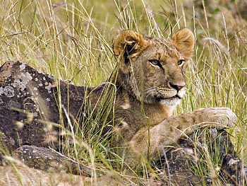 Animals, Grass, Lie, To Lie Down, Lion, Lion Cub HD wallpaper