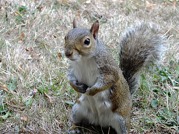 Animals, Squirrel, Grass, Worth HD wallpaper