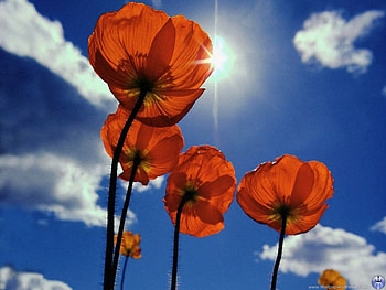 Fantasy Beauties , beauty, flower HD wallpaper