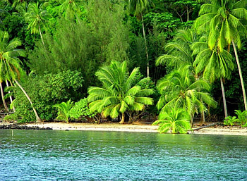 Green beach, sea, palms, tropics, tropical, exotic, beautiful, nice, beach, summer, shore, green, nature, water, lovely, ocean HD wallpaper