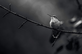 Ruby-throated Hummingbird (Archilochus colubris), Black & White, Animal, hummingbird HD wallpaper