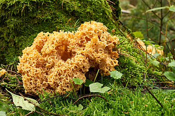 Cauliflower mushrooms introduction, Mushroom knowhow, Food HD wallpaper