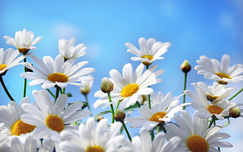 Plants, Flowers, Camomile HD wallpaper