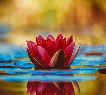 Pink, water lily, bloom, flower HD wallpaper