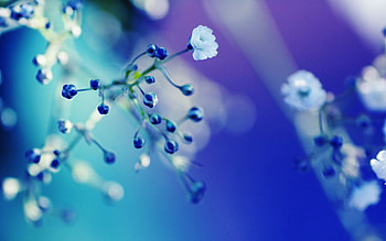 Flower, Macro, Glare, Shine, Light, Bright, Branch HD wallpaper