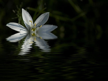 Beauty, white, water, green, flower HD wallpaper