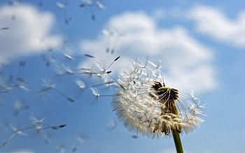 Macro, Flight, Stem, Stalk, Dandelion, Seeds, Seed HD wallpaper