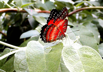 Red Butterfly, butterflies, colorful, nature, beauty HD wallpaper