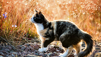 Ultra backgrounds, High-definition , Stunning cat ry, Crystal clear detail HD wallpaper