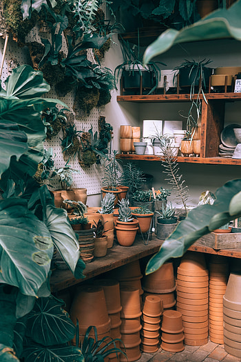 Plants, Miscellanea, Miscellaneous, Pots, Shelves, Ceramics, Houseplants, Growing HD phone wallpaper