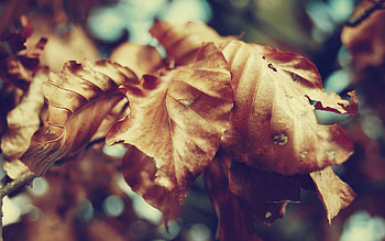 Autumn, Leaves, Macro, Form, Dry HD wallpaper