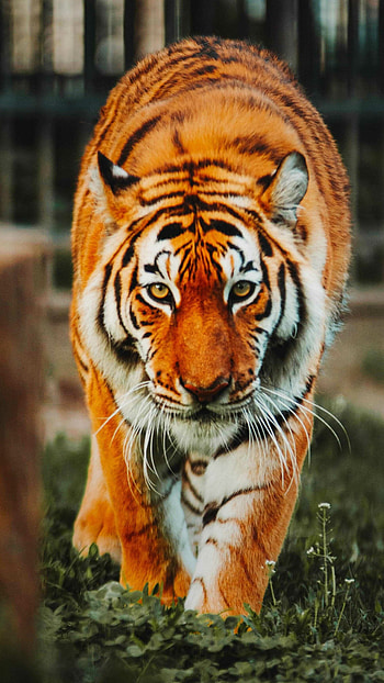tiger , Captivating ry, Stunning beauty, delight HD phone wallpaper