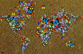 Butterflies World, butterflies, world, butterfly, map HD wallpaper